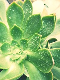 Close-up of wet plant