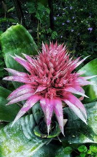 Close-up of pink flowering plant