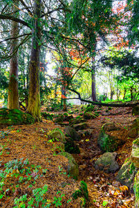 Trees in forest during autumn