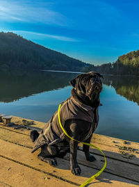 Black dog on field