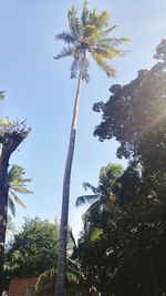 Low angle view of palm trees against clear sky