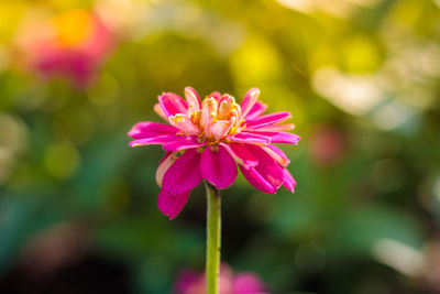Close-up of pink flower blooming outdoors