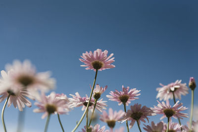 Low angle view of cosmos flowers against sky