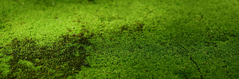 Full frame shot of grassy field