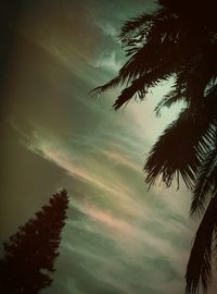 Low angle view of tree against sky