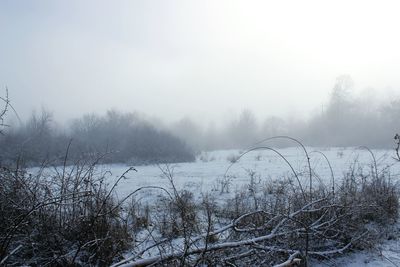 Bare trees on frozen landscape against sky during winter