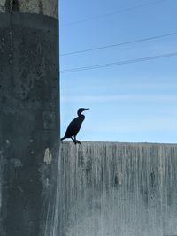 Bird perching on wooden post against clear sky