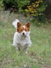 Portrait of dog on field