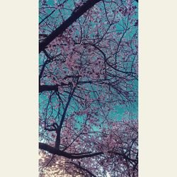 Close-up of flower tree against sky