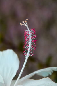 Close-up of red flowering plant