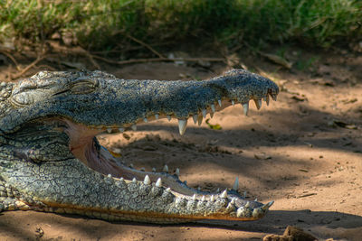 Close-up of crocodile with eyes closed