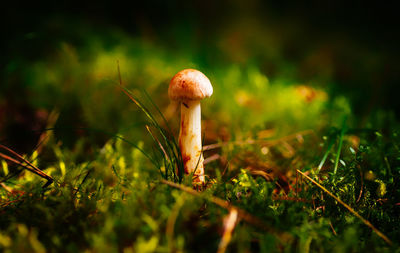 Close-up of mushroom growing on field