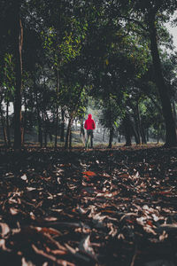 Rear view of person standing by leaves in forest