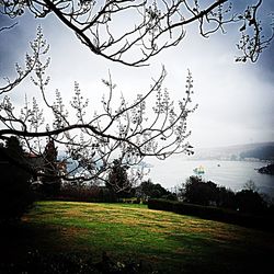 Bare trees on grassy field