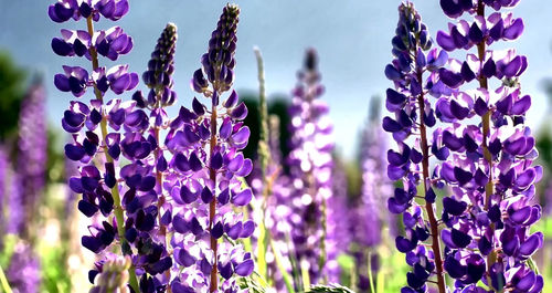 Close-up of purple flowering plants on field