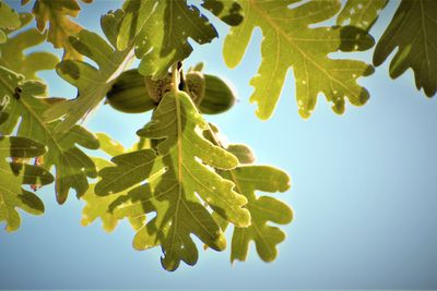 Low angle view of leaves against sky