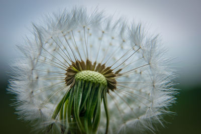 Close-up of dandelion against white background