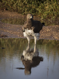 Bird drinking water in a lake