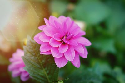 Close-up of pink flowering plant in park