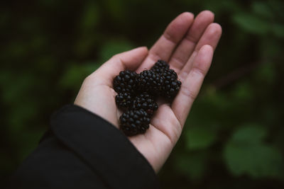 Cropped hand of woman holding blackberries