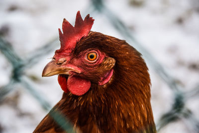 Close-up of rooster against fence