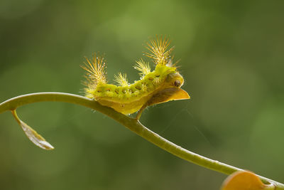 Caterpillar on branch