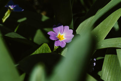 Close-up of purple flowering plant