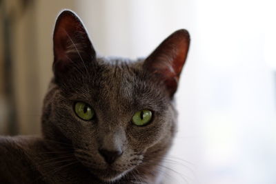 Close-up portrait of cat