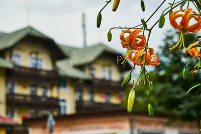 Close-up of white flowers against building