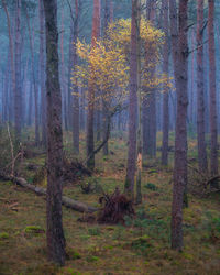 Trees in forest during autumn