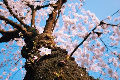 Low angle view of cherry blossom tree