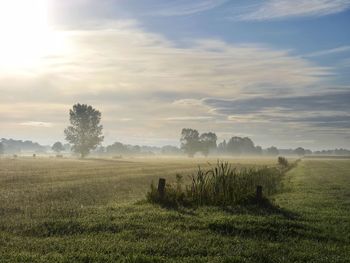 Scenic view of field against sky