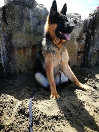 Close-up of dog on tree against sky