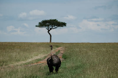 savanna