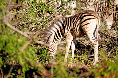 Zebras of a zebra