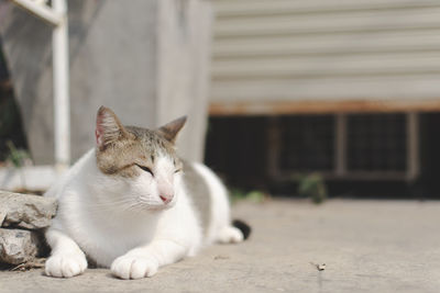 Portrait of a cat resting