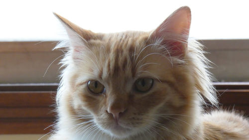 Close-up portrait of a cat