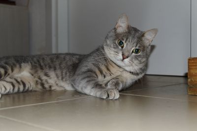 Portrait of a cat resting on tiled floor