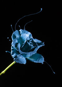 Close-up of rose against black background