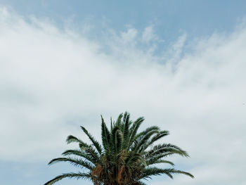 Low angle view of palm tree against sky