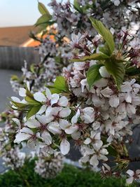 Close-up of white flowering plant