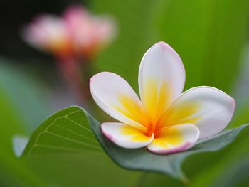 Close-up of white frangipani flower