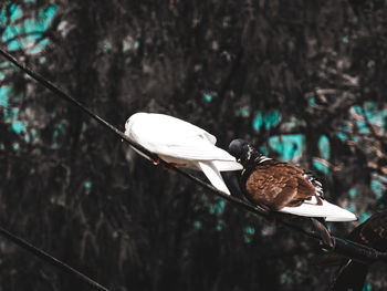 Close-up of a bird