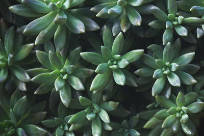 Closeup of succulent plants as natural pattern background