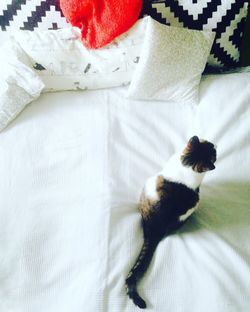 High angle view of cat on bed