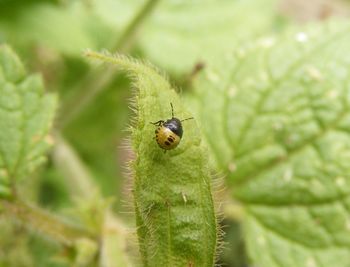 Close-up of insect on plant