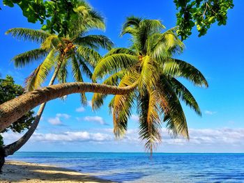 Palm tree by sea against sky