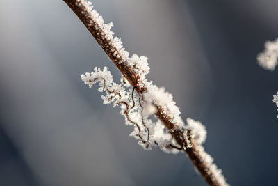 frost