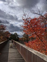 Footpath amidst trees against sky during autumn