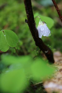 Close-up of leaves